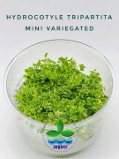 Hydrocotyle Tripartita Mini Variegated TC CUP